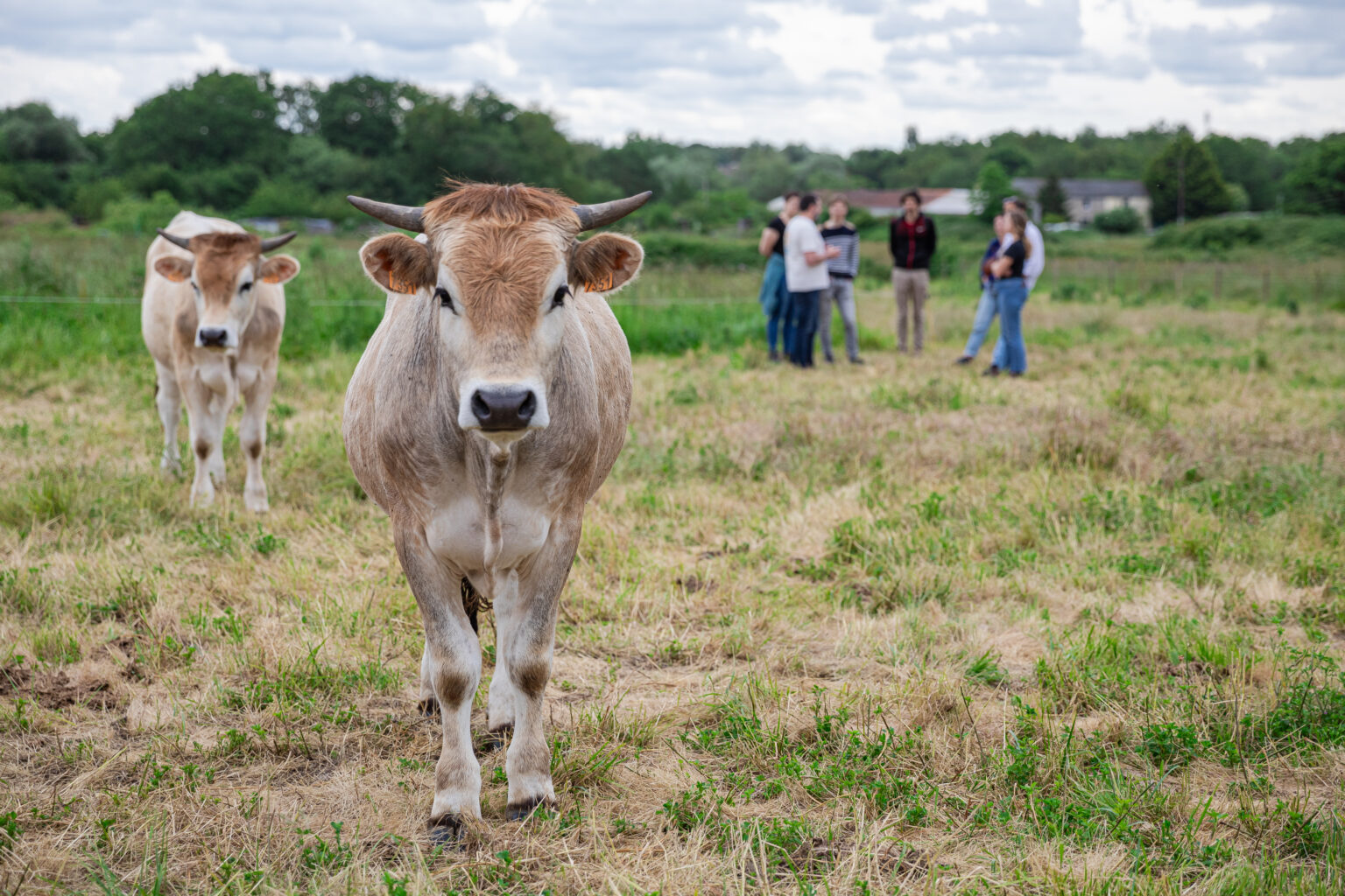 Découverte de la vache nantaise à la ferme du Bois des Anses