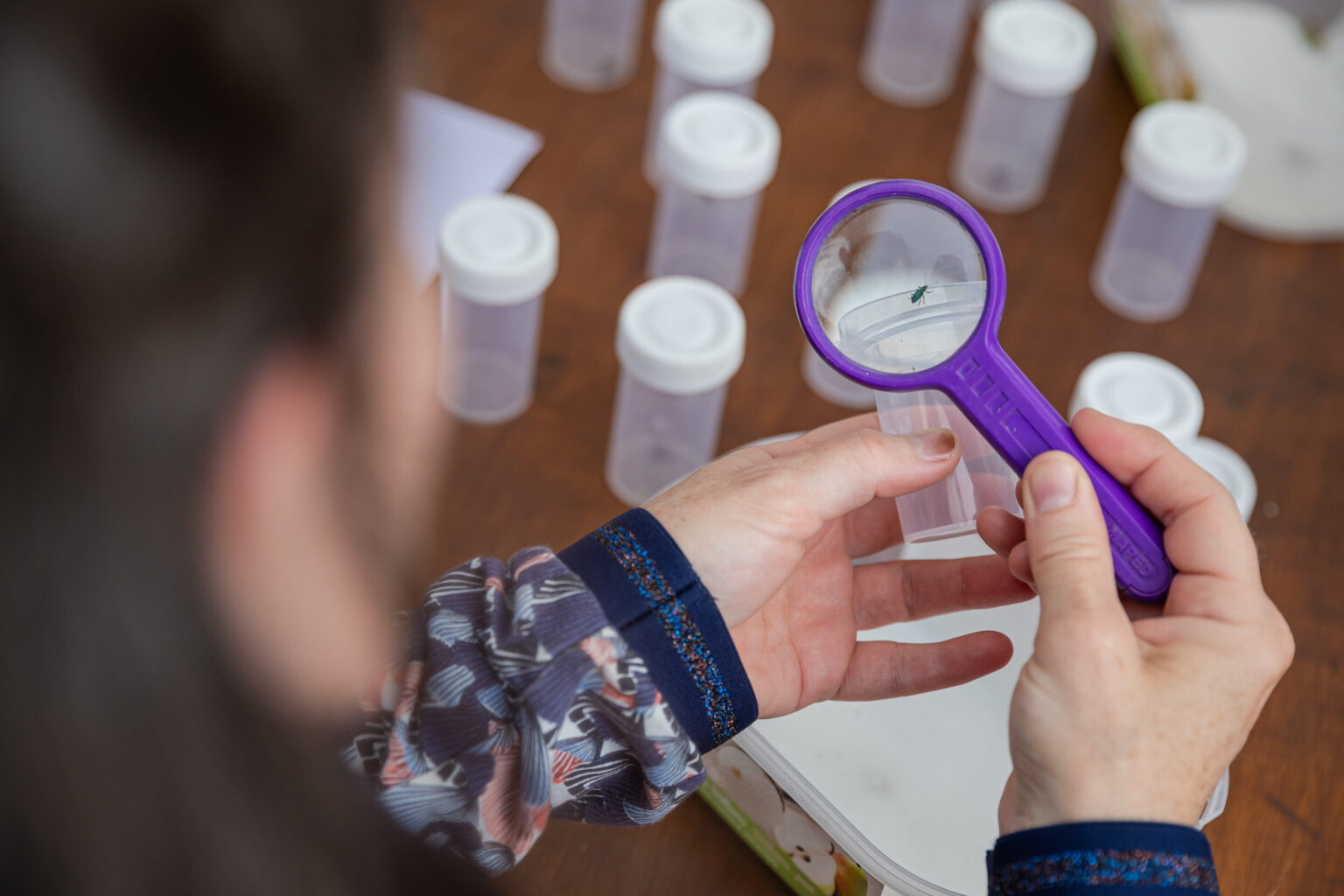 Atelier sur les insectes pollinisateurs à Jardiversité